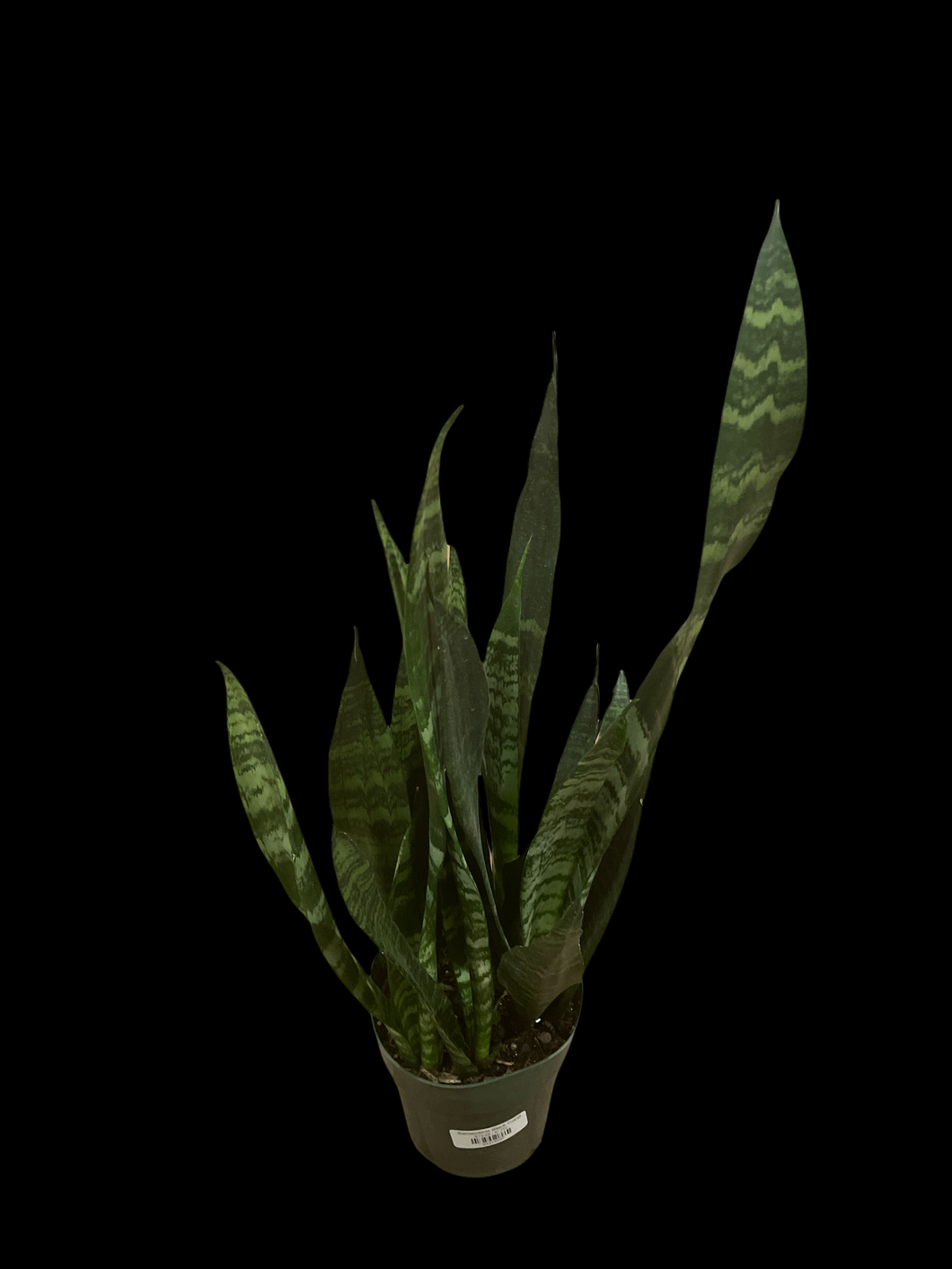 Sansevieria Black Coral