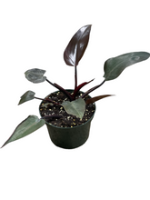 Philodendron Bloody Mary