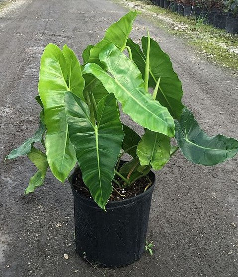 Philodendron 'Burle Marx'