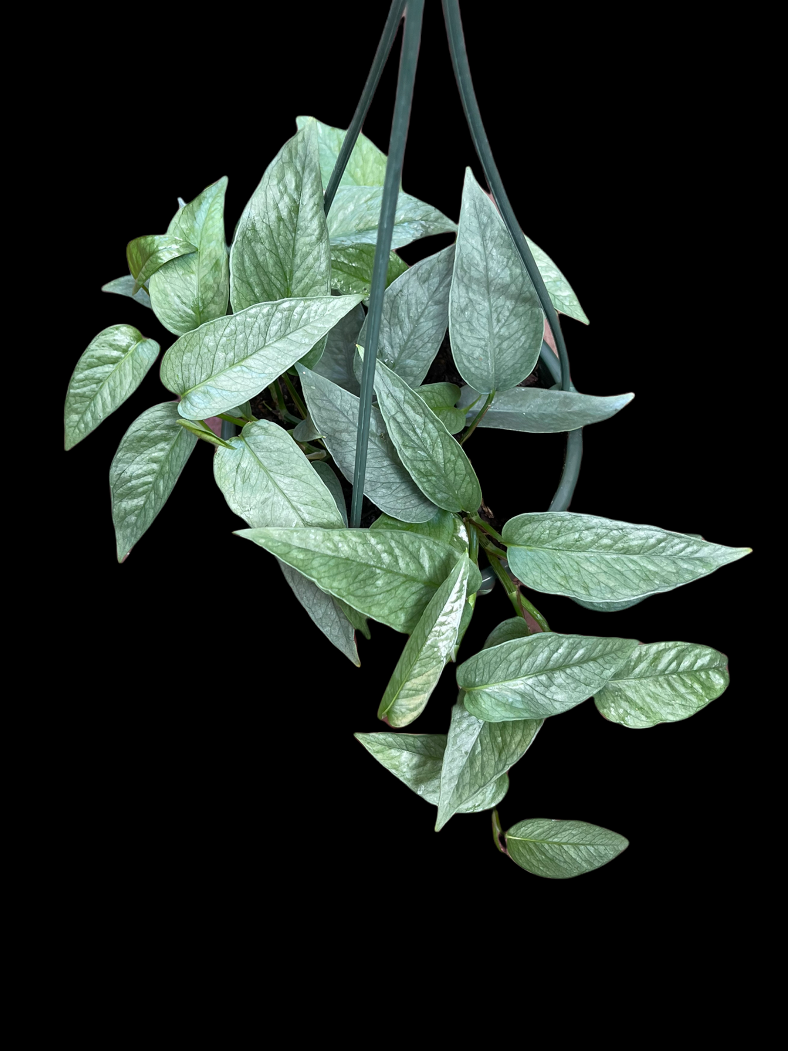 Epipremnum Cebu Blue - Thumbnail 2