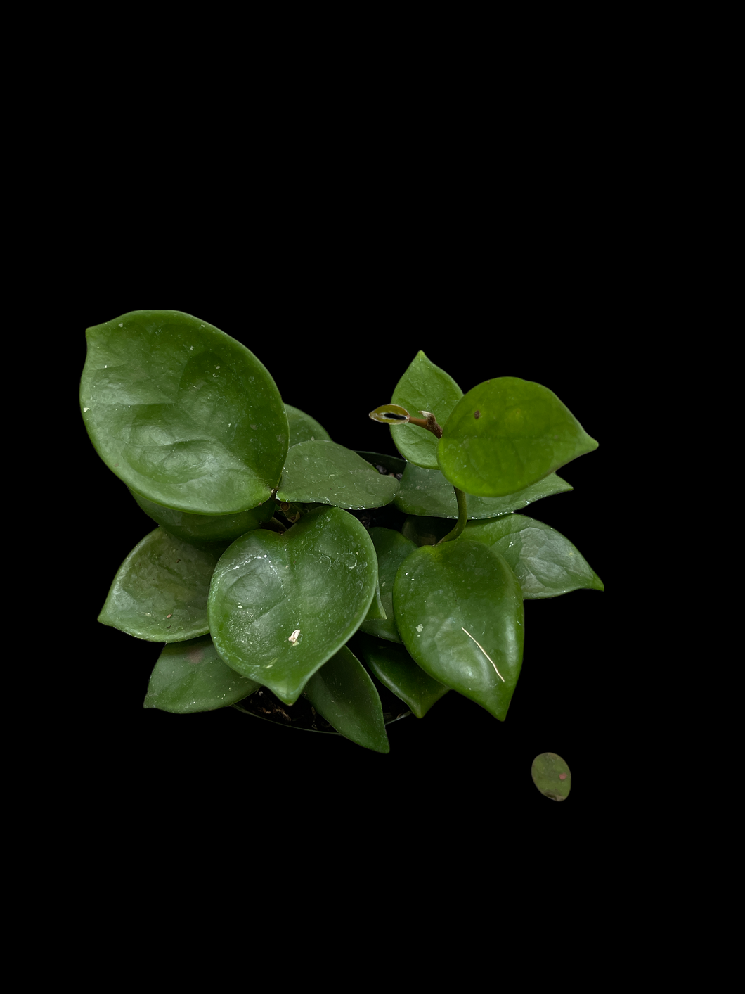 Hoya Carnosa 'Chelsea'