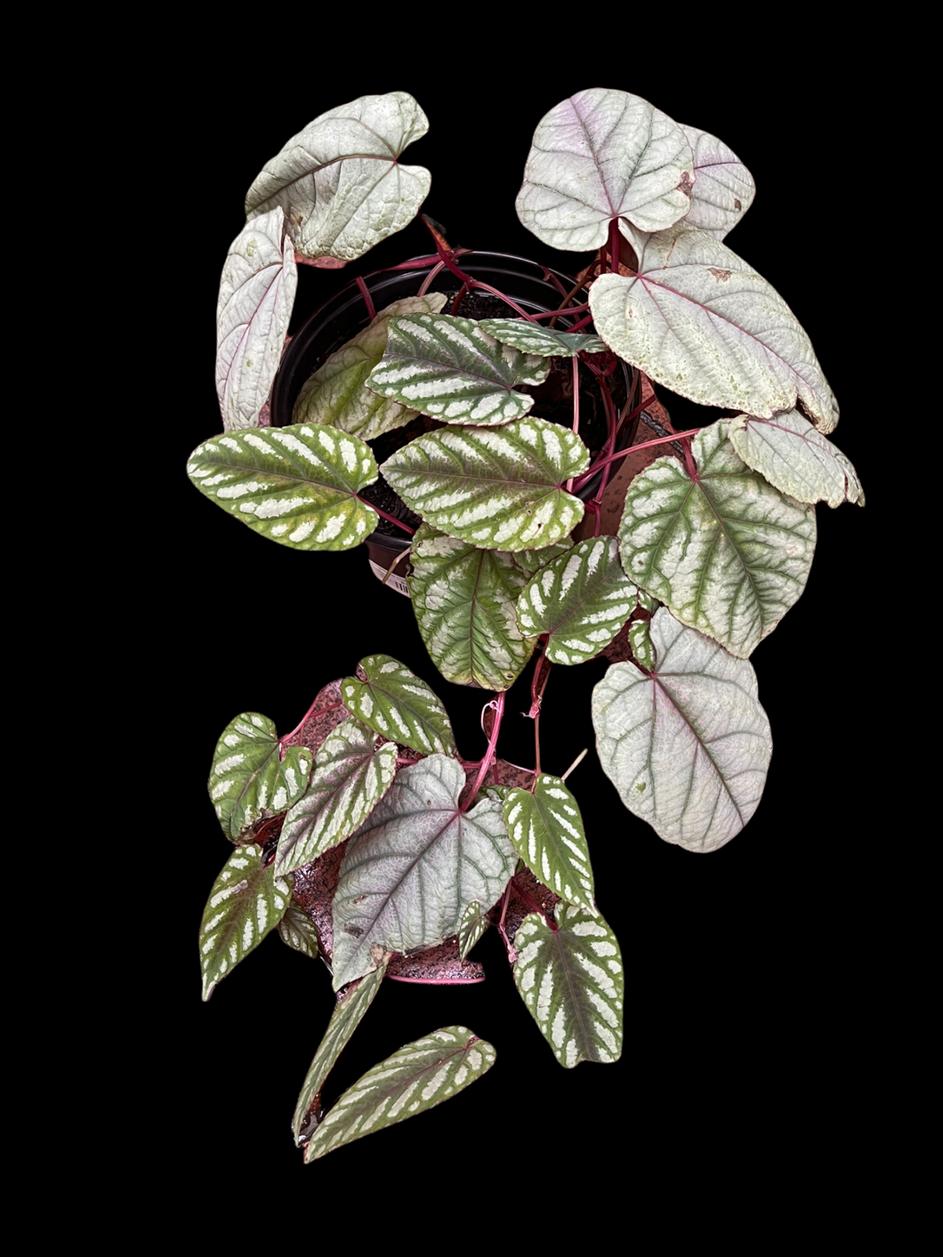 Cissus Discolor