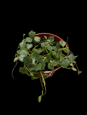 Hoya Curtisii