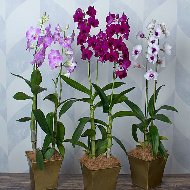 Dendrobium Orchids - Assorted