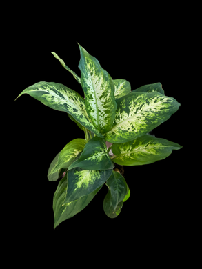 Dieffenbachia Camille