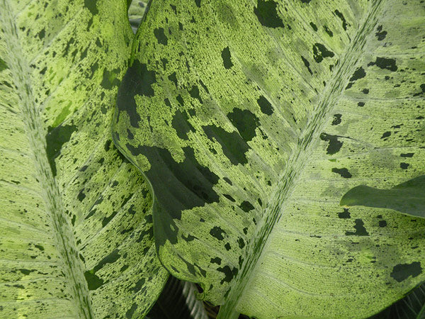 dieffenbachia camoflage Dieffenbachia CAMOUFLAGE