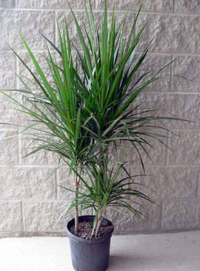 Dracaena Marginata 