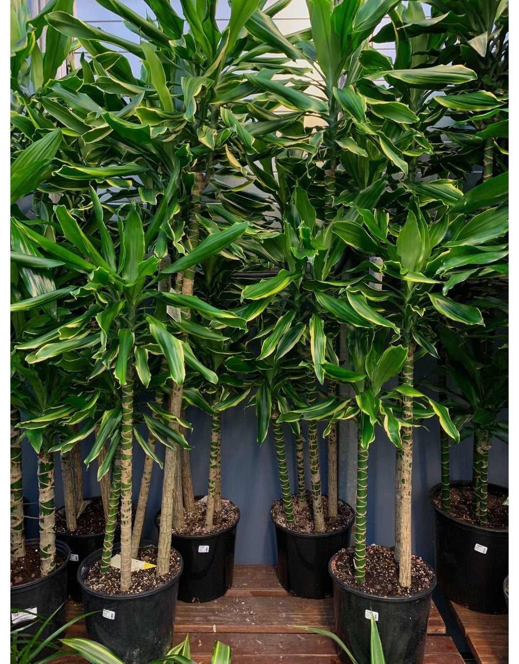 dracaena sp urban jungle Dracaena Stednerii 'Moonlight'