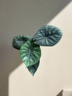 Alocasia Dragon Scale