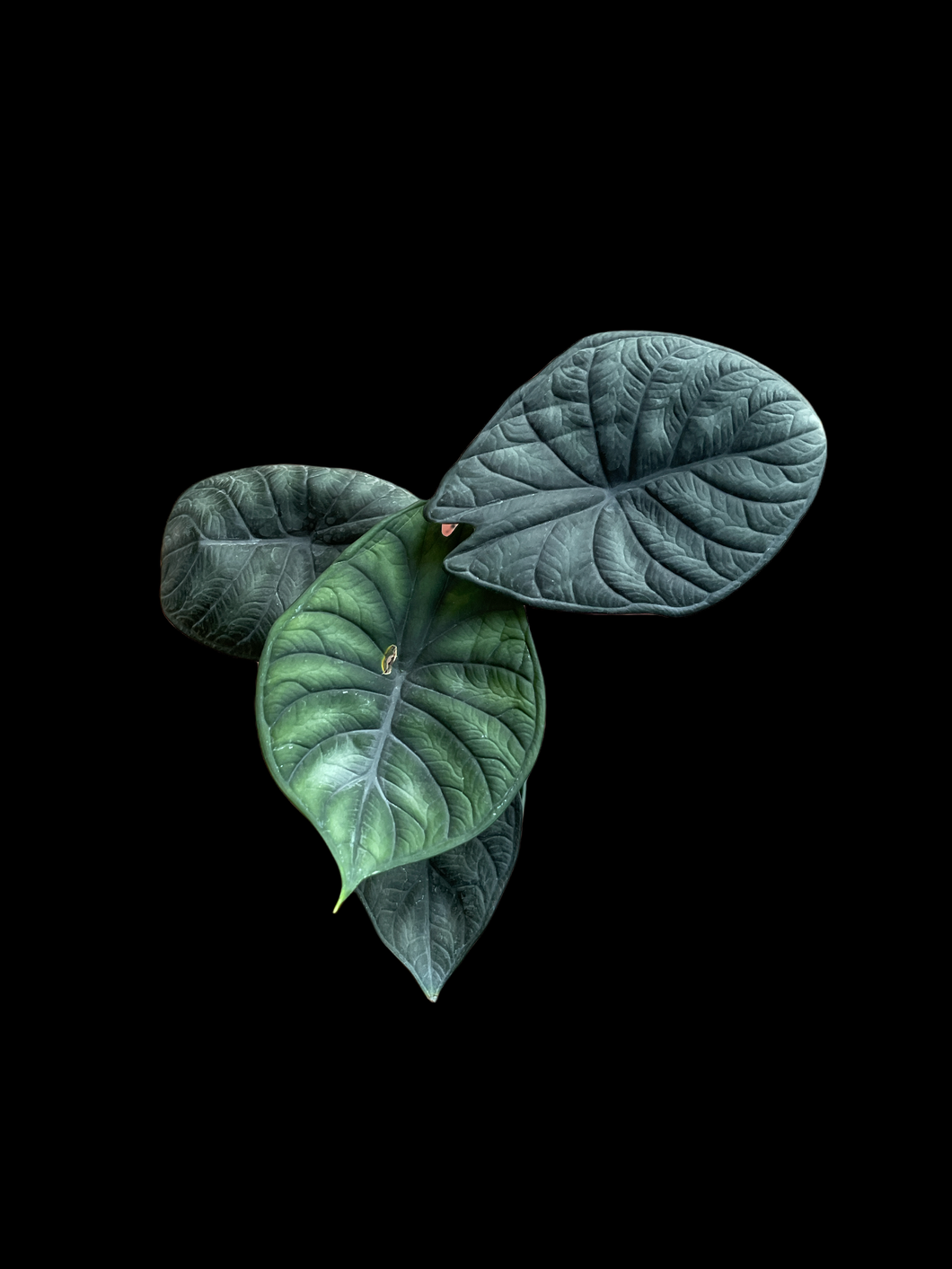 Alocasia Dragon Scale