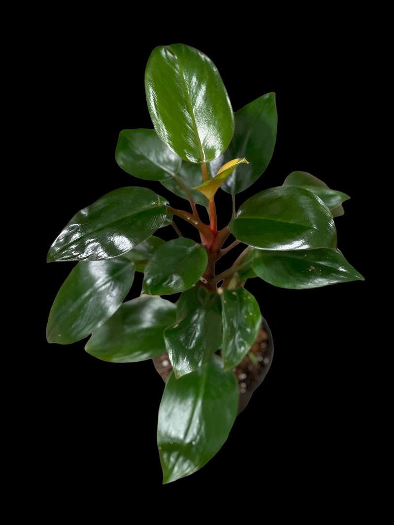 dwarf red philodendron Philodendron Dwarf Rojo Congo – Jordan's Jungle