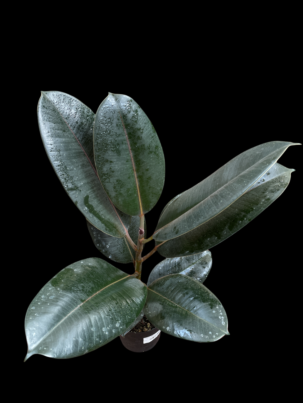 Ficus Elastica - Burgundy