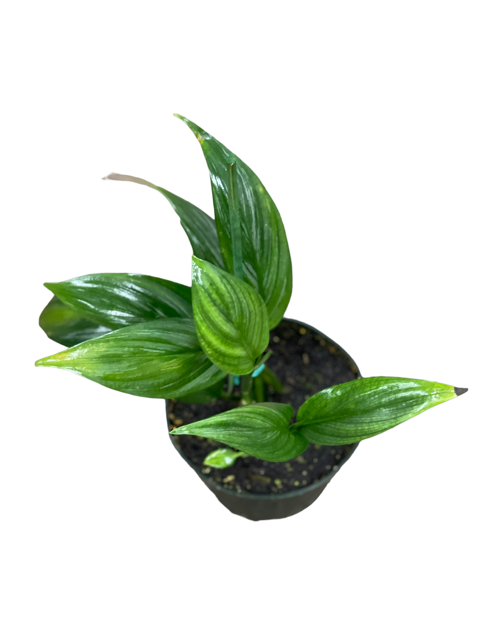 Epipremnum amplissimum silver - Thumbnail 2