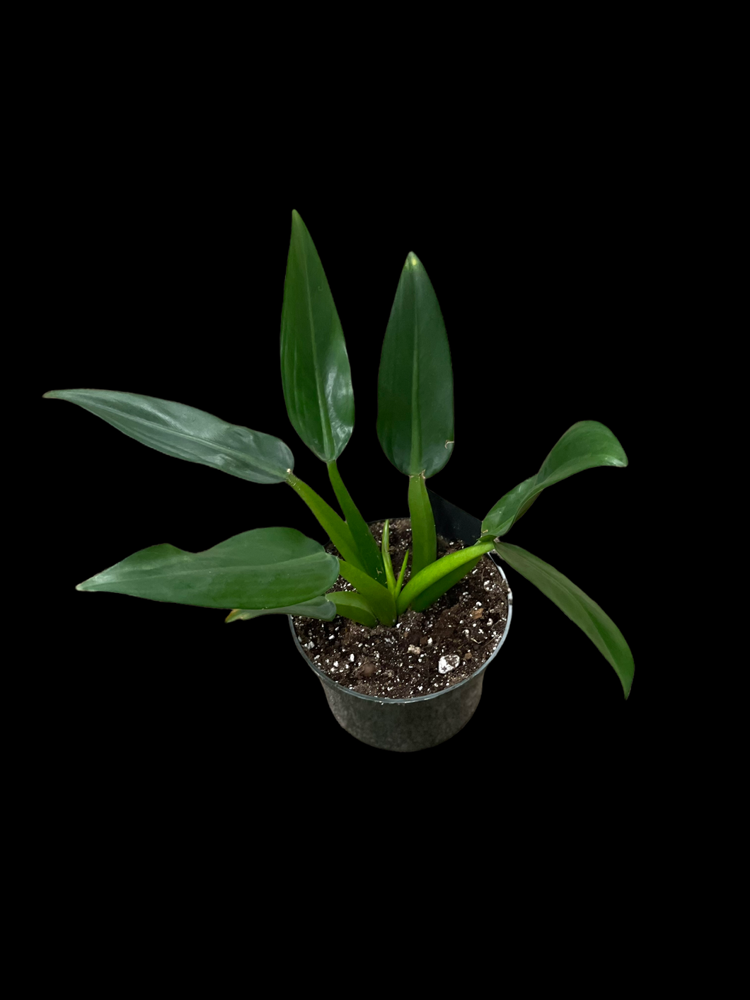 philodendron big boy Philodendron martianum 'Fat Boy'