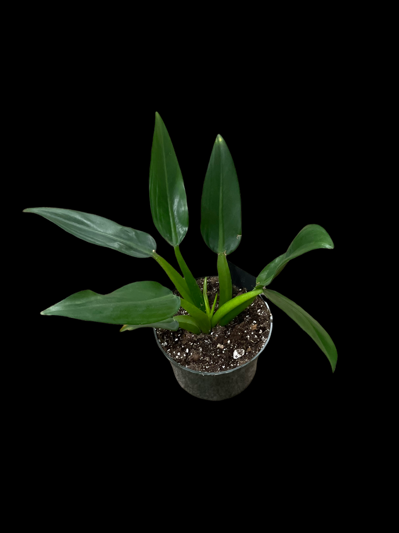 Philodendron martianum &