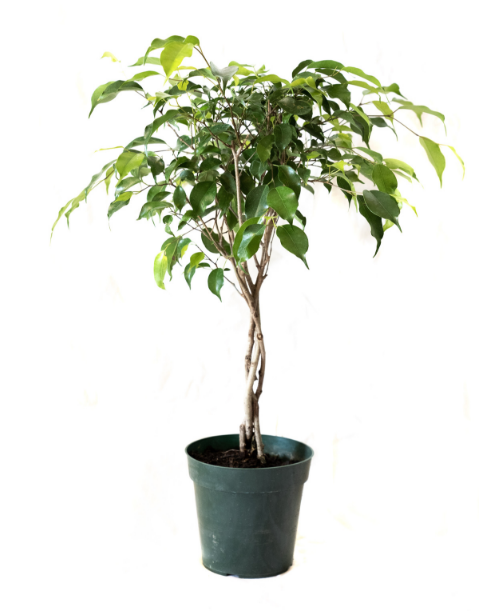 Ficus Wintergreen