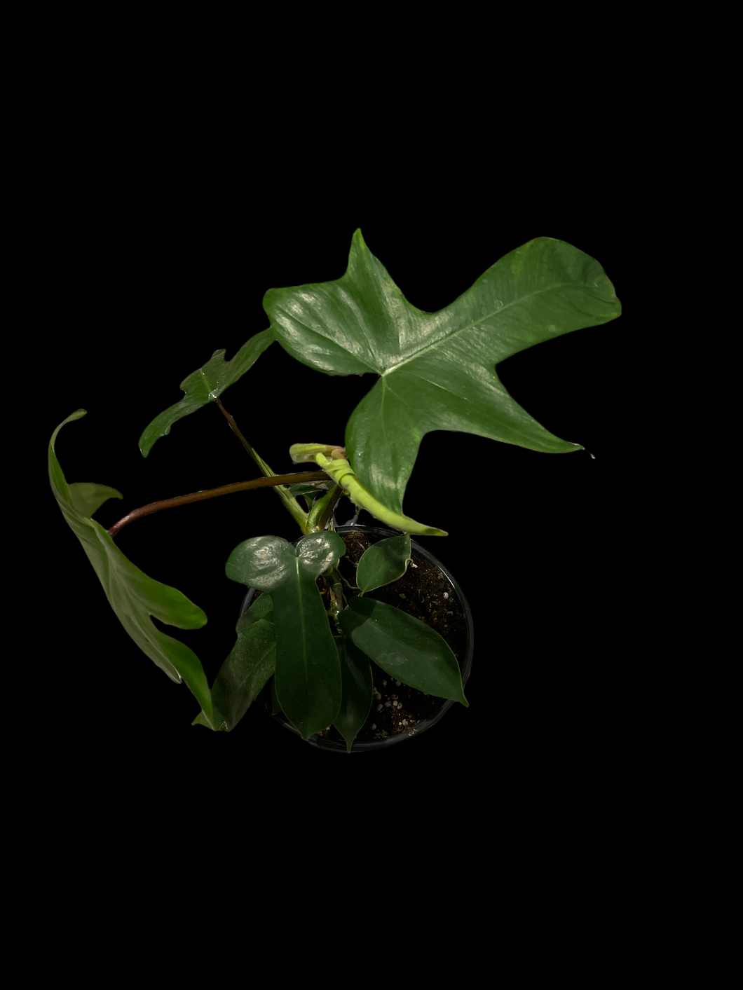 Philodendron Florida Green