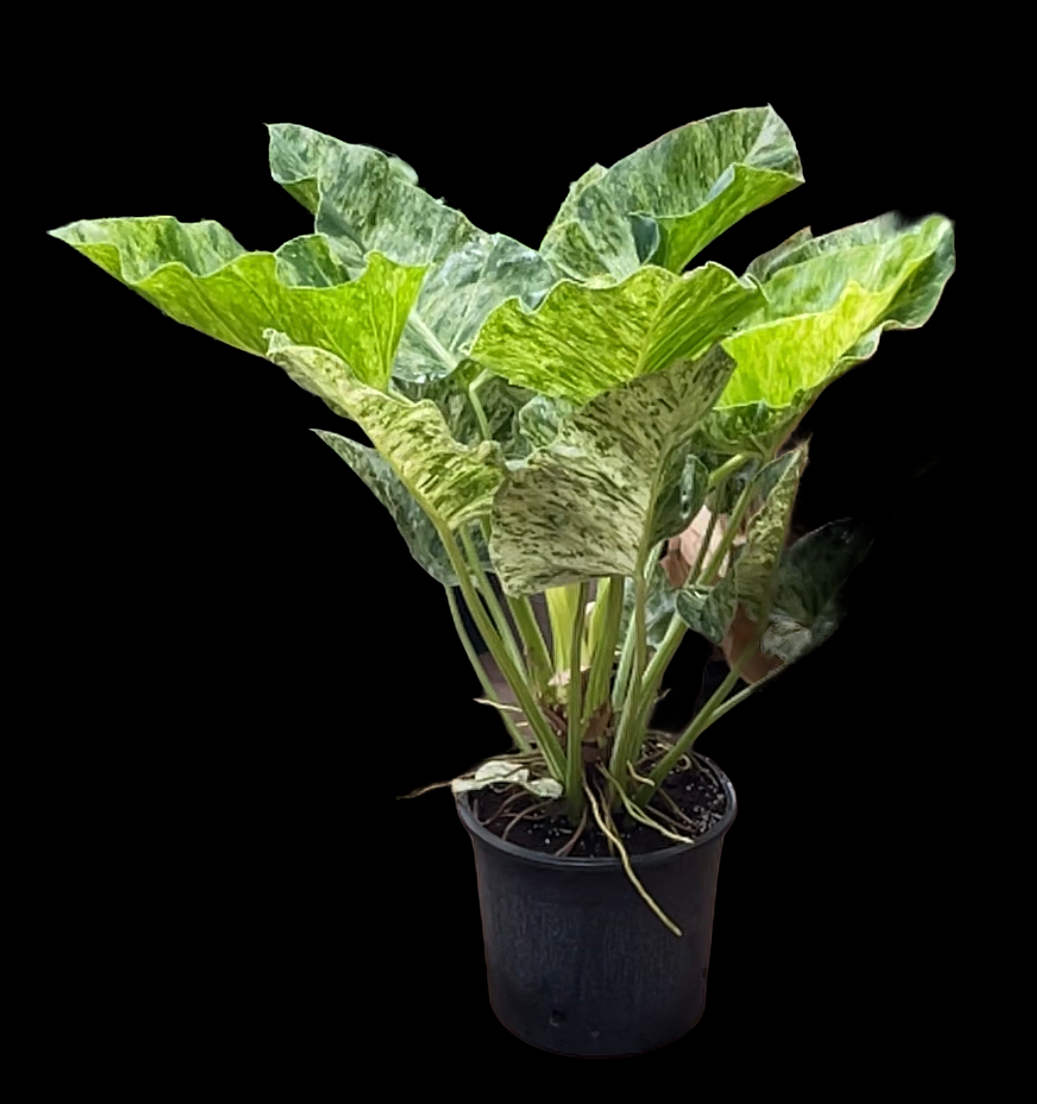 philodendron giganteum Philodendron Giganteum Marble Variegata – Jordan's Jungle