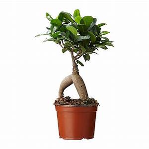 Ficus Microcarpa (Ginseng)