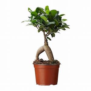 is ficus microcarpa ginseng a bonsai tree Ficus Microcarpa (Ginseng)