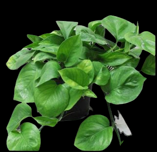 Epipremnum Global Green (Pothos)