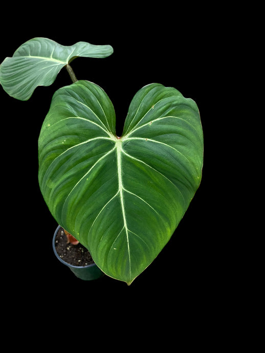 Philodendron Gloriosum
