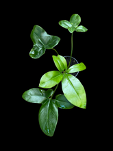 Thaumatophyllum Spruceanum (Philodendron Goeldii)