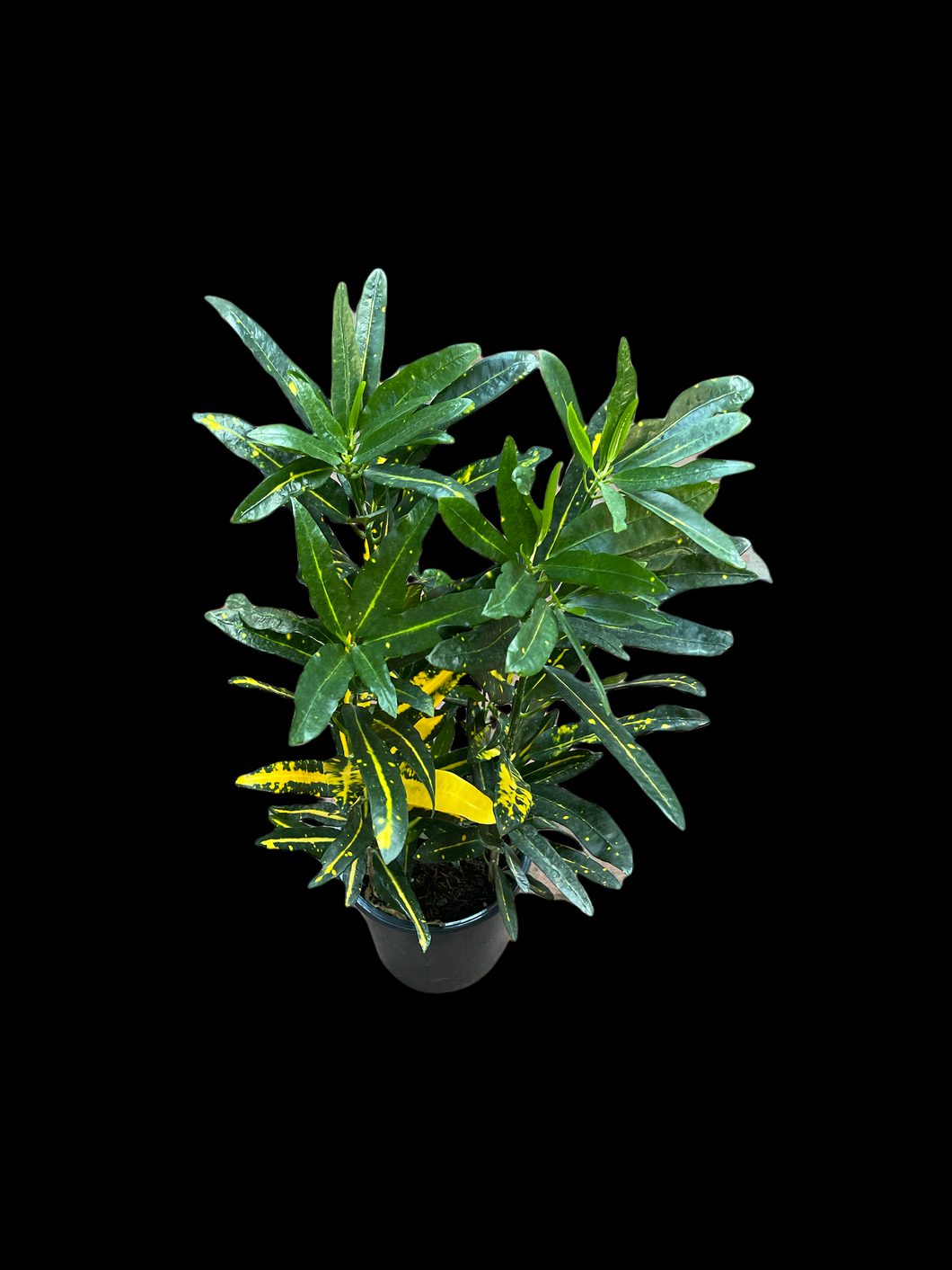 house plant shop croton 'gold dust Croton 'Gold Dust' – Jordan's Jungle