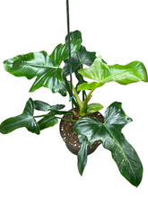 Philodendron 'Golden Dragon'