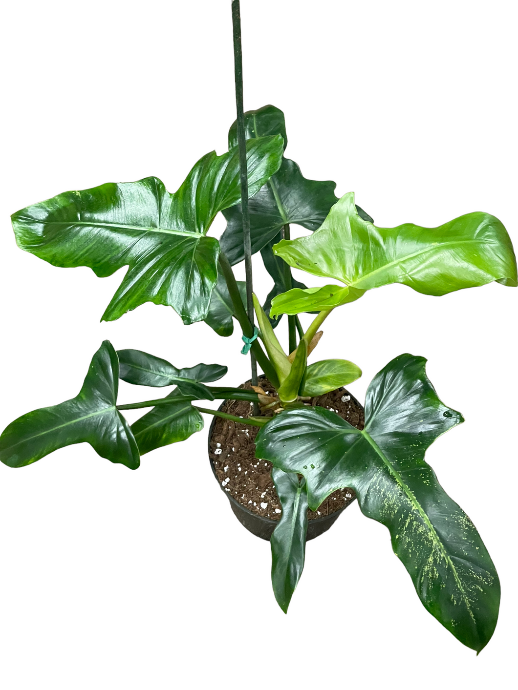 golden drago philodendron Philodendron 'Golden Dragon' – Jordan's Jungle