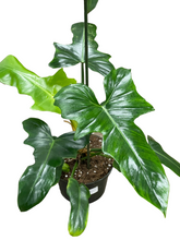 Philodendron 'Golden Dragon'