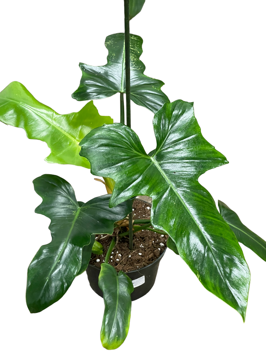 philodendron golden king Philodendron 'Golden Dragon' – Jordan's Jungle