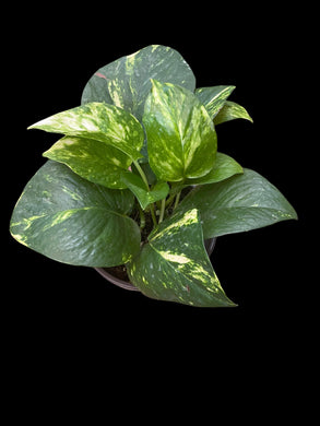 Epipremnum Aureum (Golden Pothos)