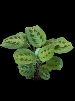 Maranta leuconeura (Green) 'Prayer Plant'