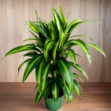 Dracaena 'Hawaiian Sunshine'