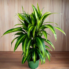 dracaena hawaiian sunshine Dracaena 'Hawaiian Sunshine'