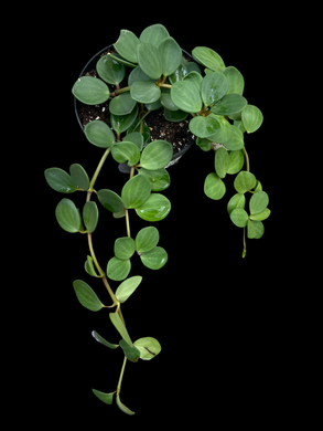 Peperomia tetraphylla (Hope)