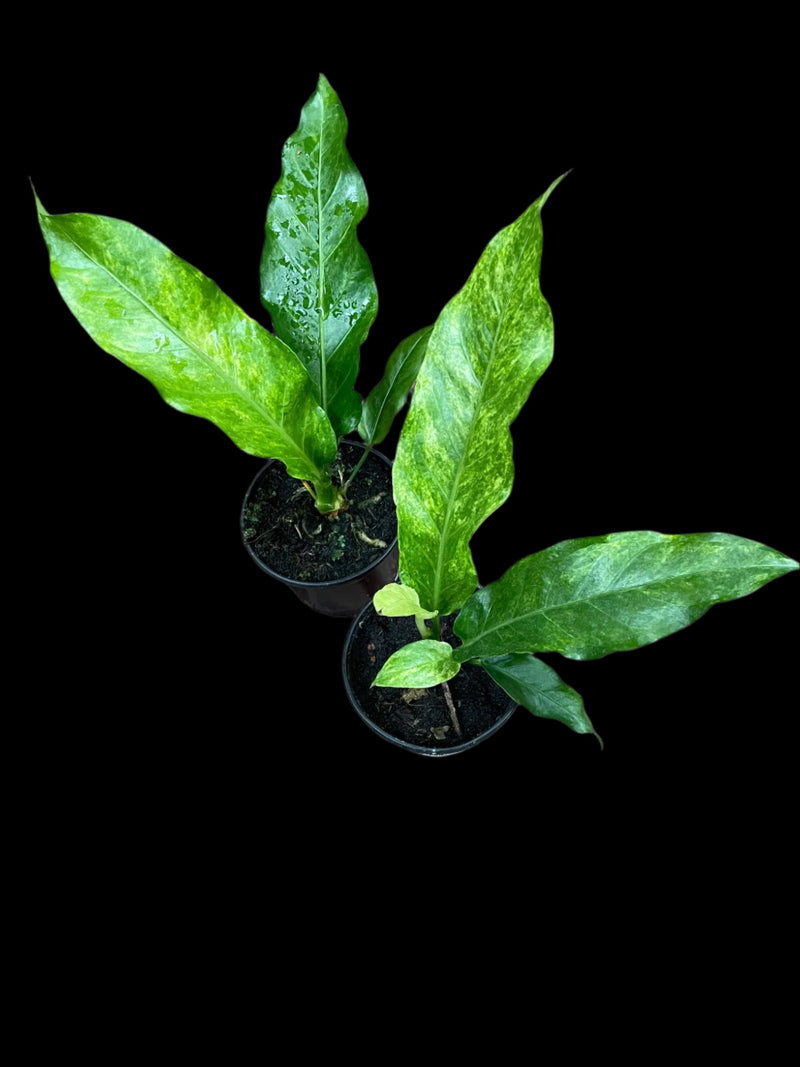 Anthurium Hookeri