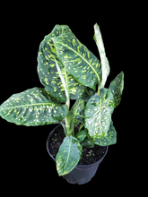 Dieffenbachia Reflector
