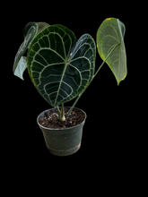 Anthurium Clarinervium