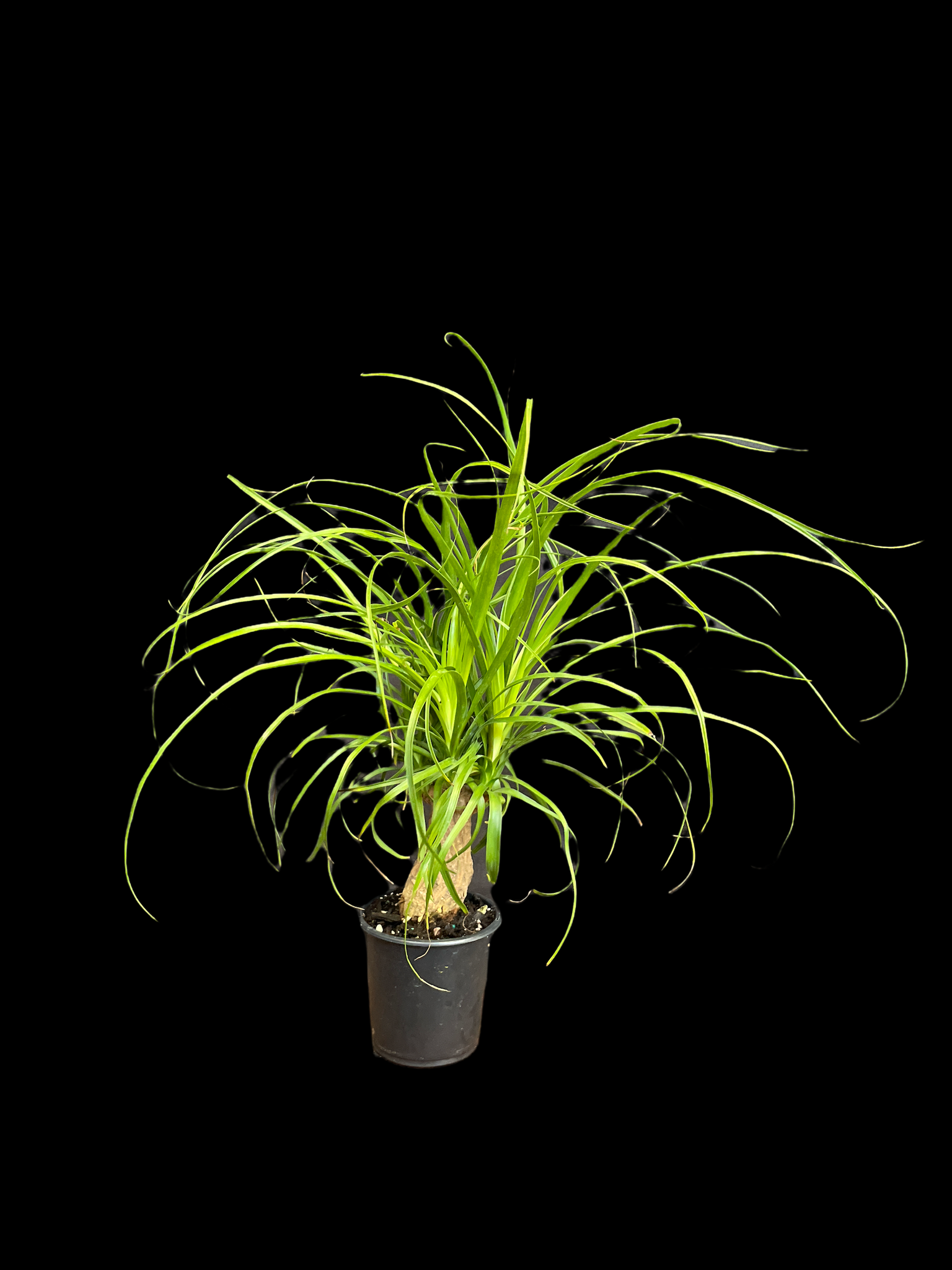 Ponytail Palm 'Guatemalan Stump' - Thumbnail 2