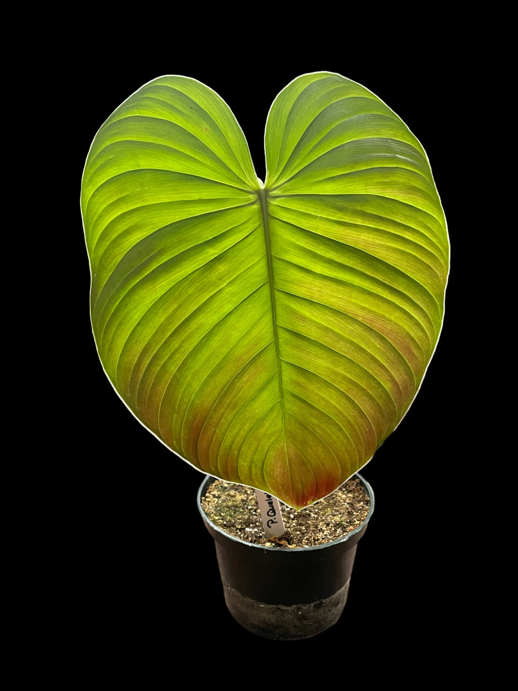 circle philodendron leaf Philodendron Quelelii Round – Jordan's Jungle