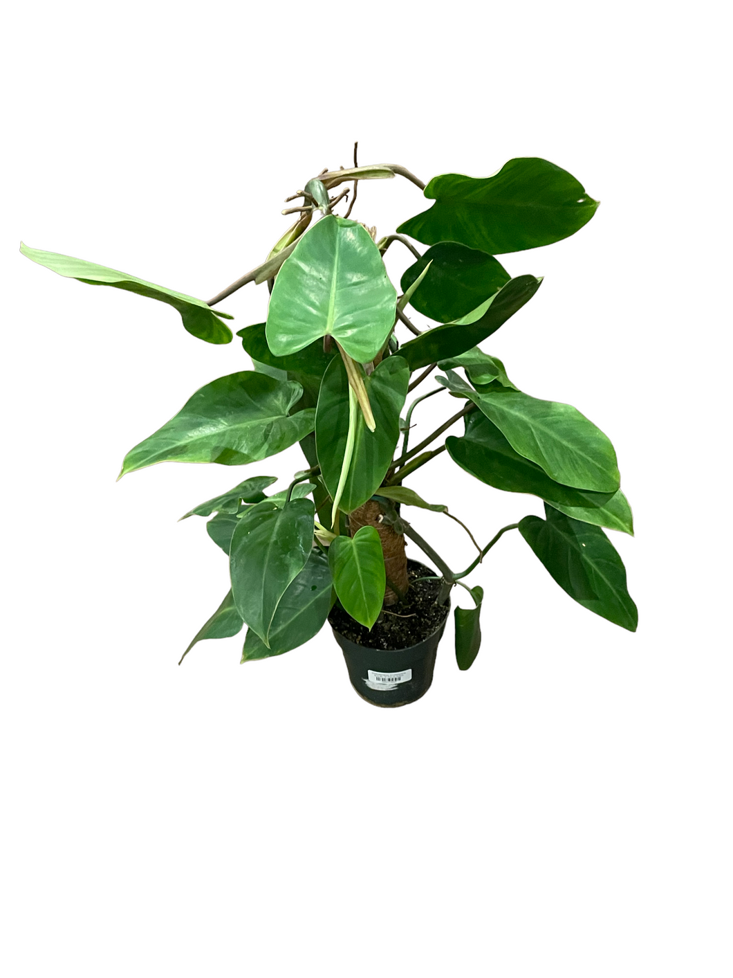 caring for an philodendron erubescens Philodendron Erubescens – Jordan's Jungle