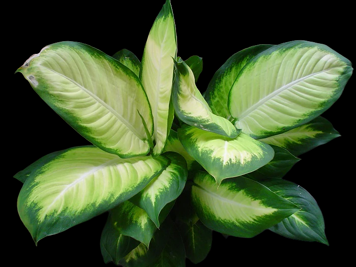 Dieffenbachia Tropic Marianne