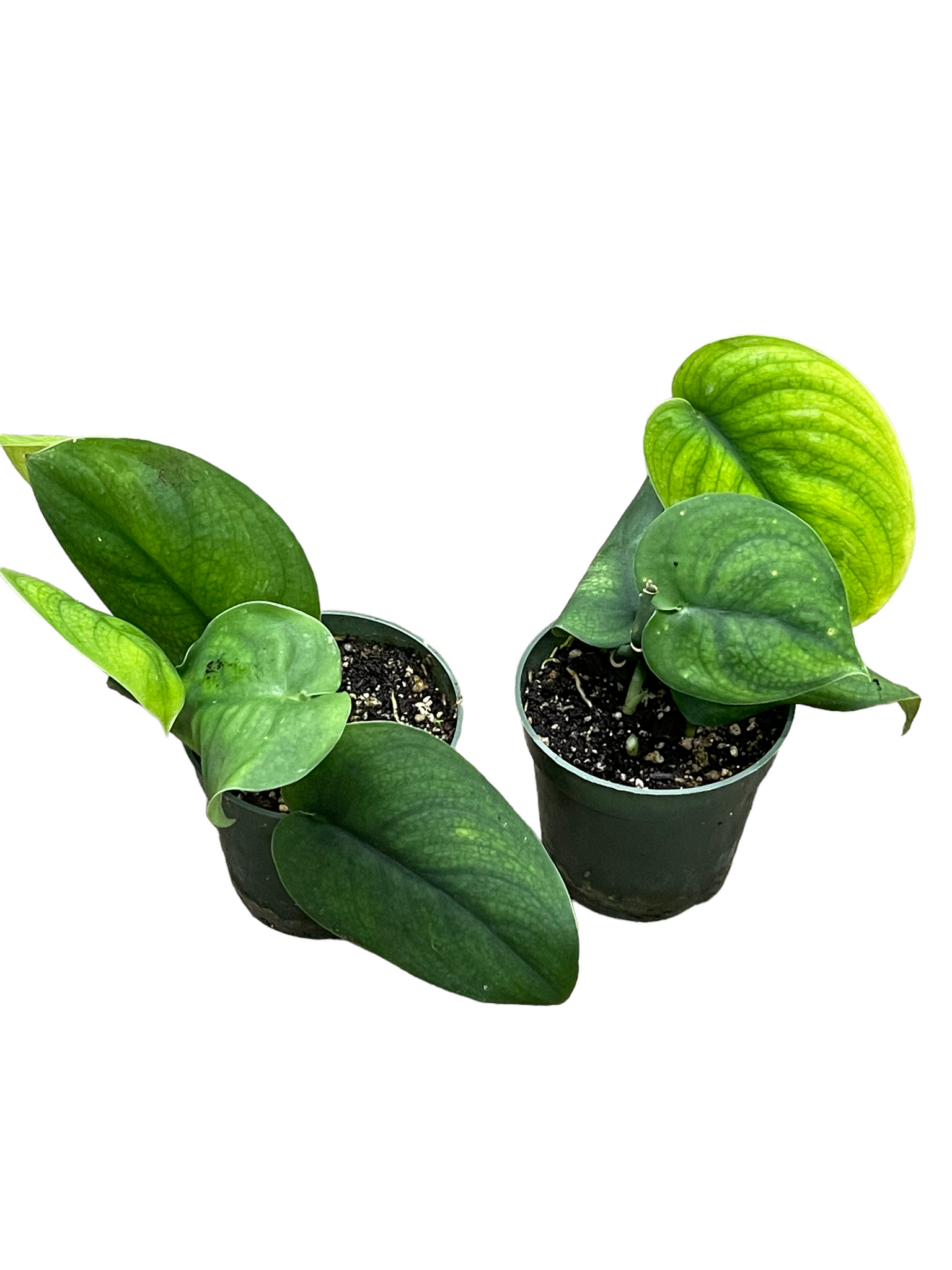 Scindapsus Jade Satin