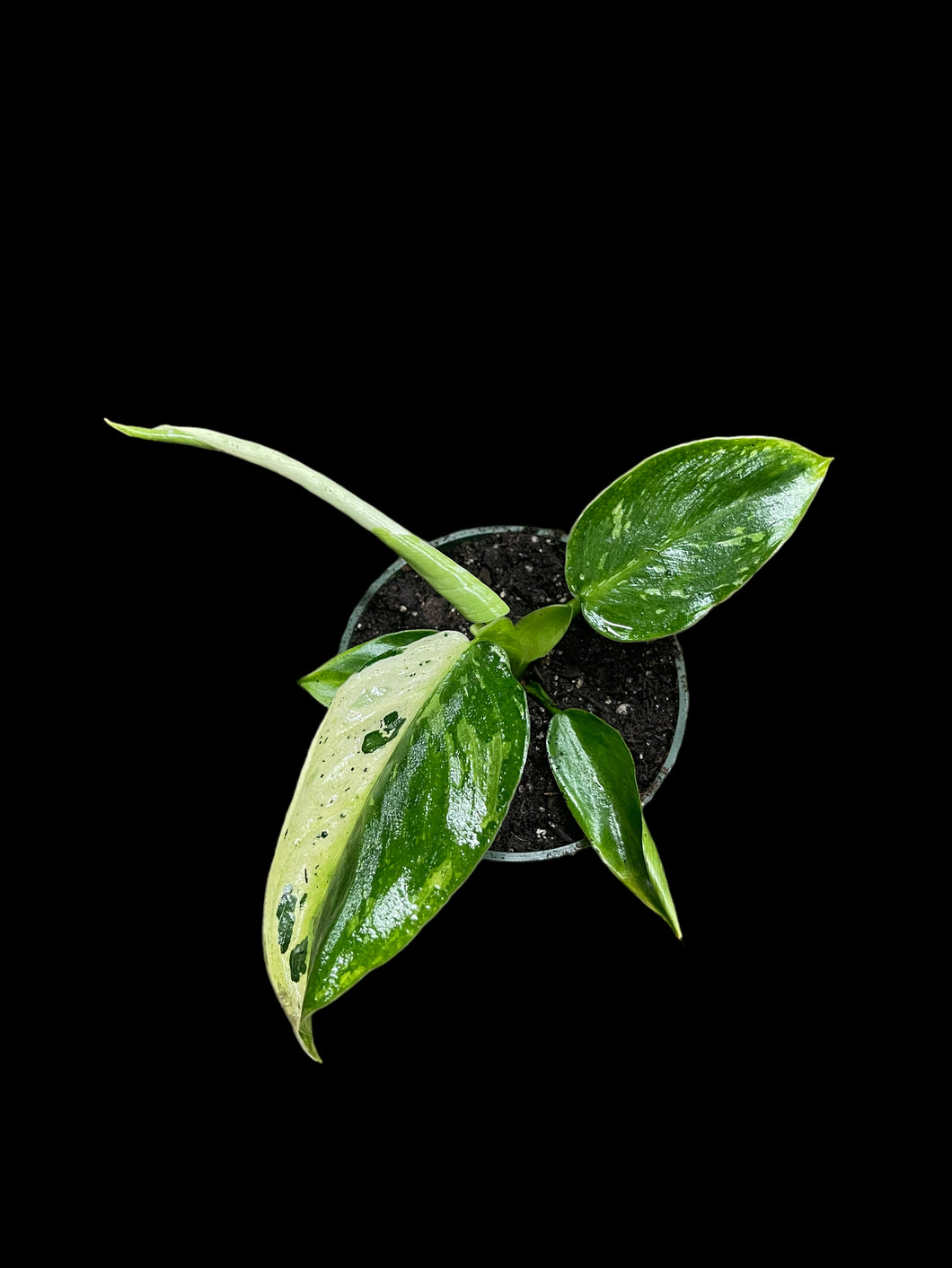 philodendron josebuono Philodendron Jose Buono Variegata – Jordan's Jungle