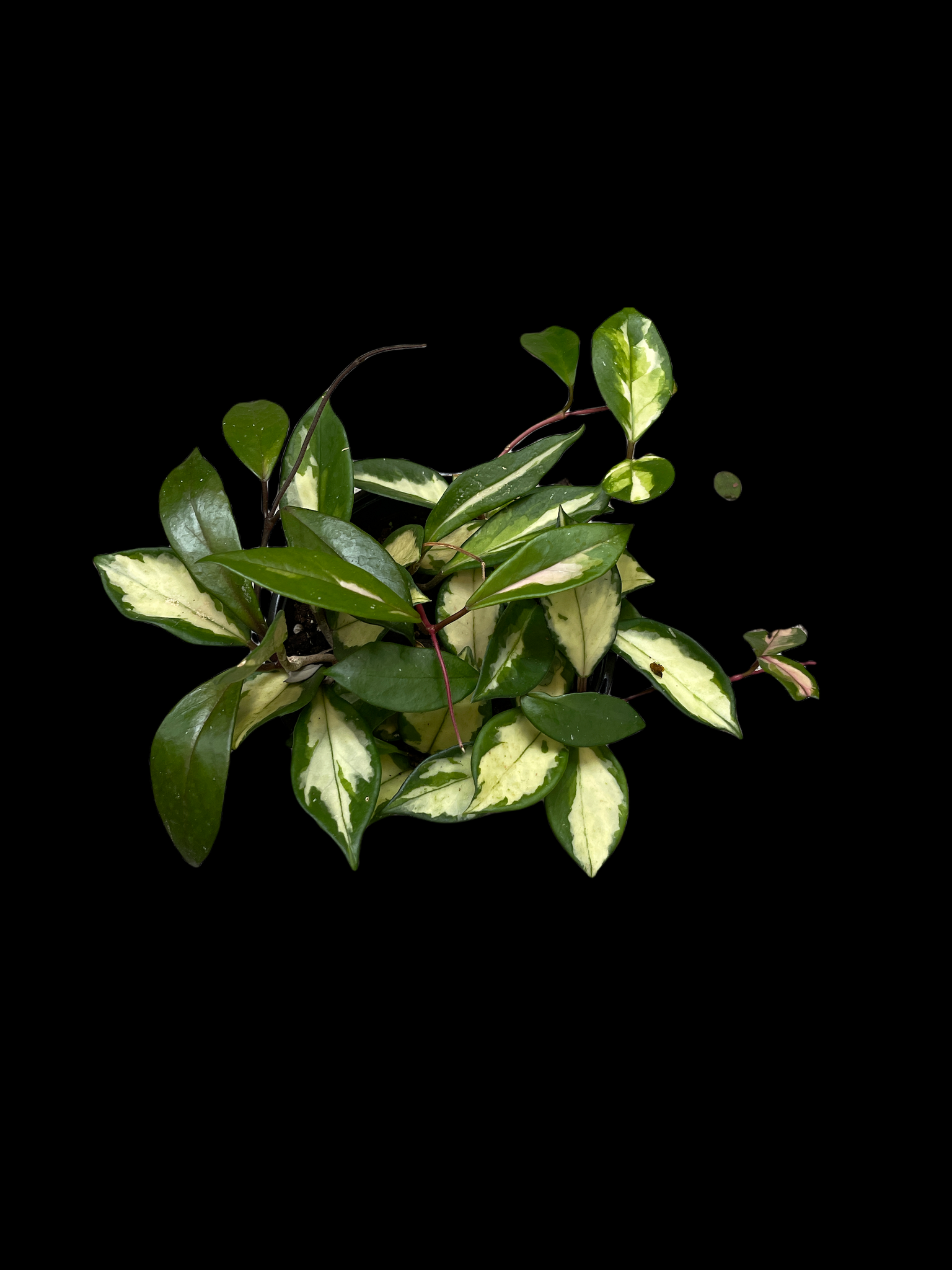 Hoya Carnosa 'Krimson Princess' - Thumbnail 2