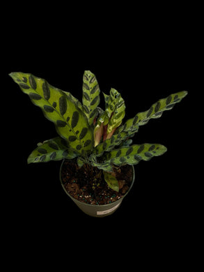 Calathea Lancifolia 'Rattlesnake Plant'