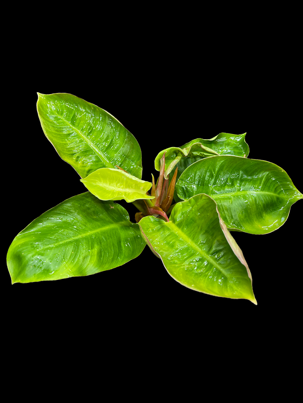 philodendron indonesia Philodendron Lemon (Indonesia Hybrid)