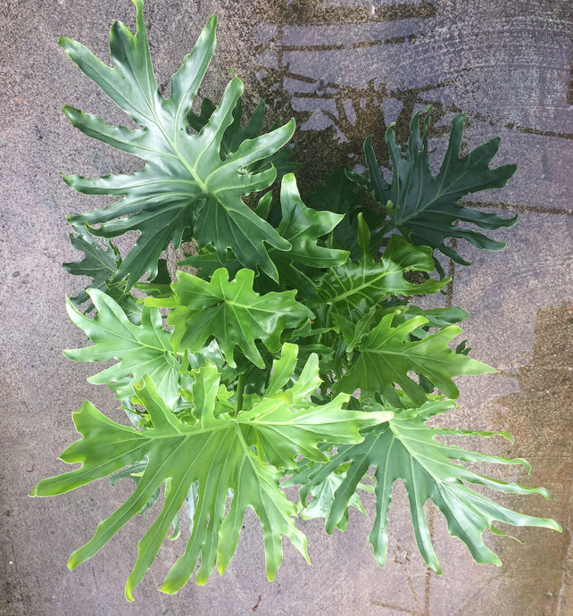 Philodendron 'Lickety Split'